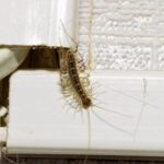 Everything You Should Know About Centipedes